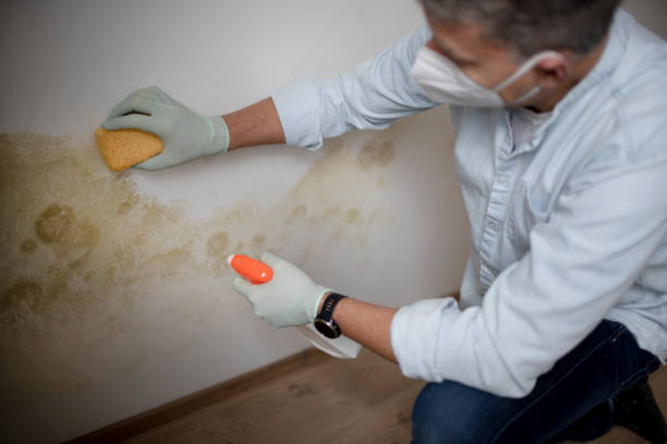 Best Kitchen Mold Remediation in Troy, TX