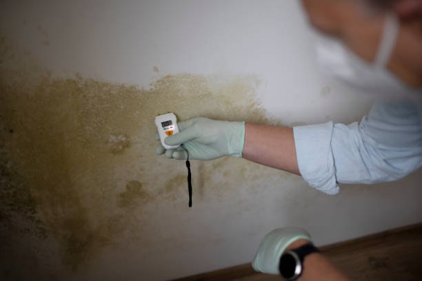 Best Emergency Mold Remediation in Troy, TX