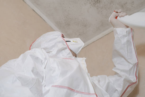 Best White Mold Remediation in Troy, TX