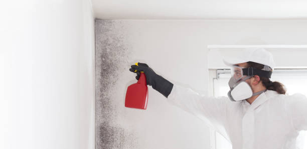 Best Residential Mold Remediation in Troy, TX