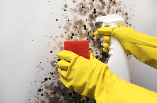 Best Preventive Mold Services in Troy, TX