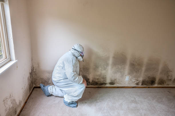 Best Crawl Space Mold Remediation in Troy, TX