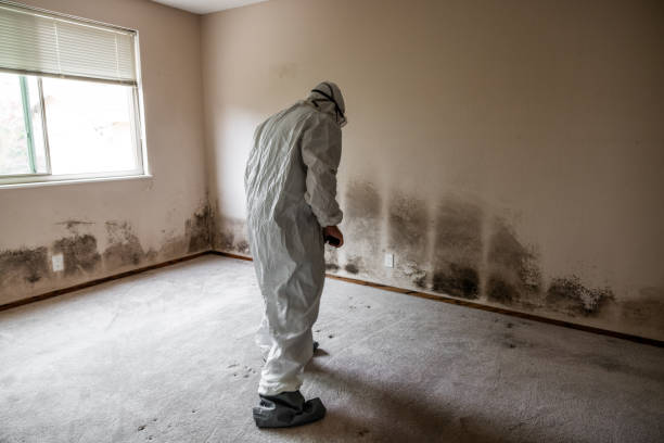 Best Basement Mold Remediation in Troy, TX